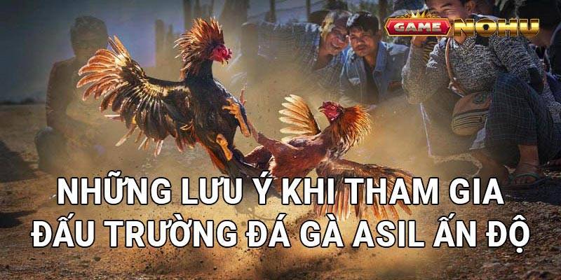 Những lưu ý khi tham gia đấu trường đá gà asil Ấn Độ