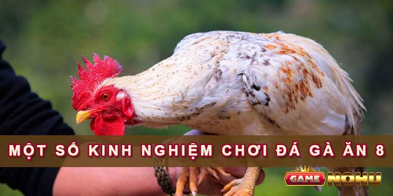 Một số kinh nghiệm chơi đá gà ăn 8 của các cao thủ