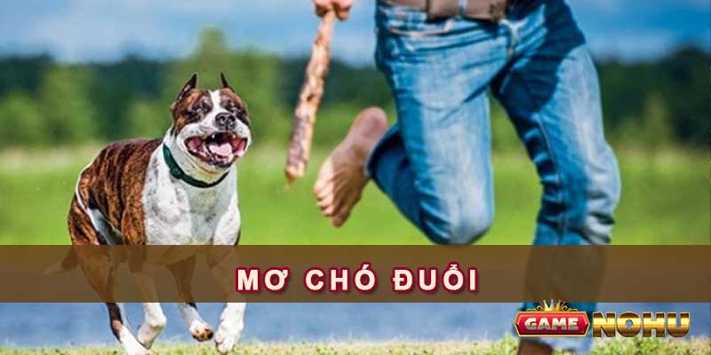 Mơ chó đuổi có hàm ý gì trong phong thủy?