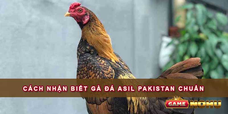 Cách nhận biết gà đá Asil Pakistan chuẩn